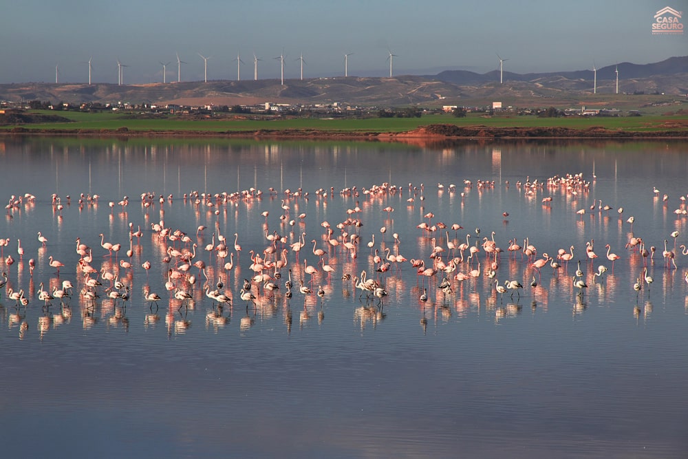 salt-lake-larnaca-cyprus-casa-seguro-013